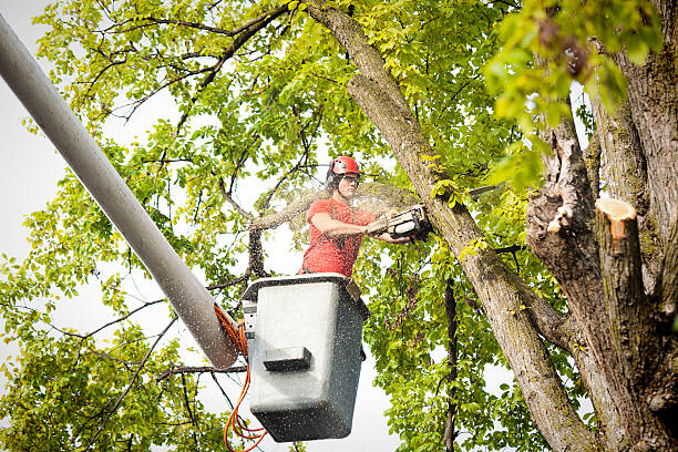 Best Tree Cutting Near Me  in Center Hill, FL